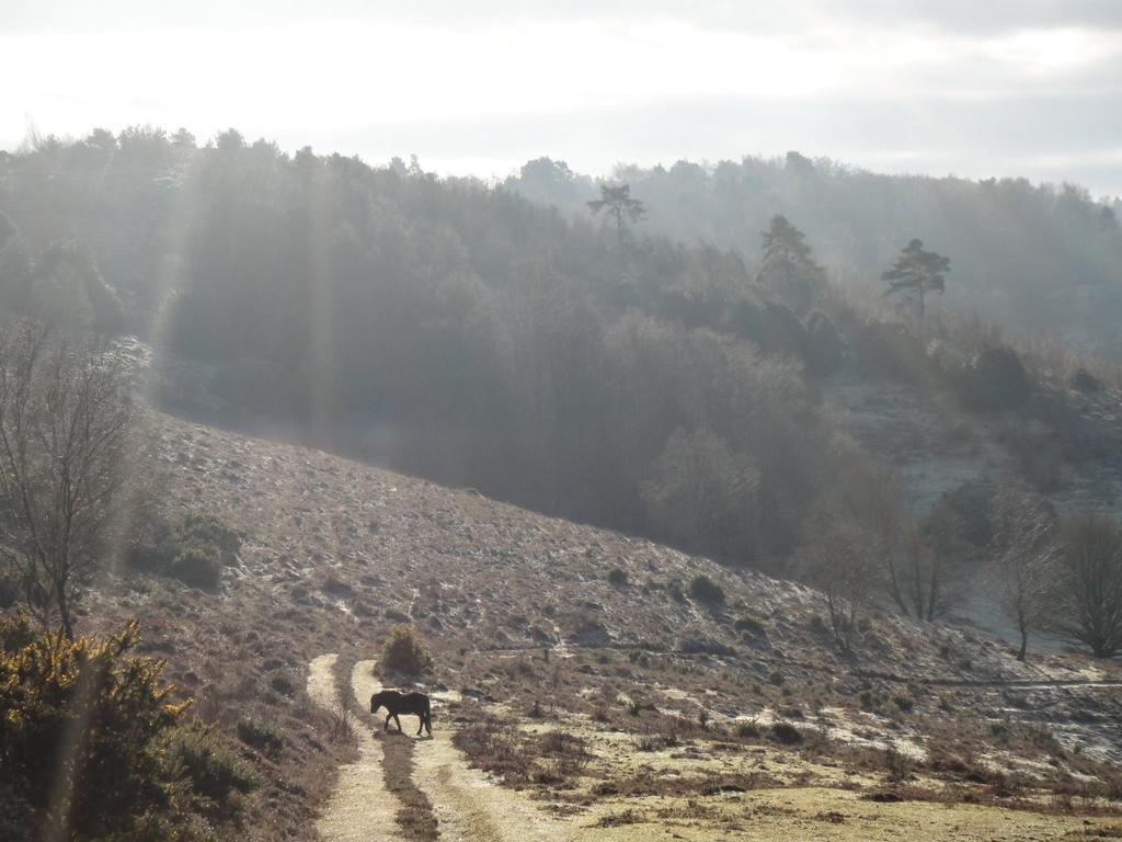 The Old Cook'S House Villa Hindhead Стая снимка